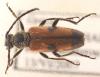 Vadonia bisignata